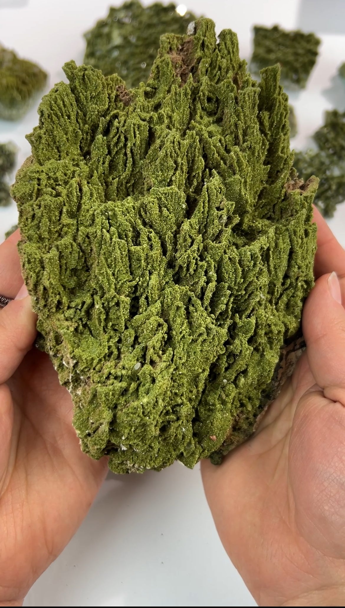 XL Forest Epidote Specimen | Turkey