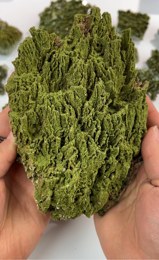 XL Forest Epidote Specimen | Turkey